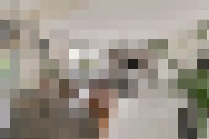 Hoge Weere 94 Zwaag thumbnail 10