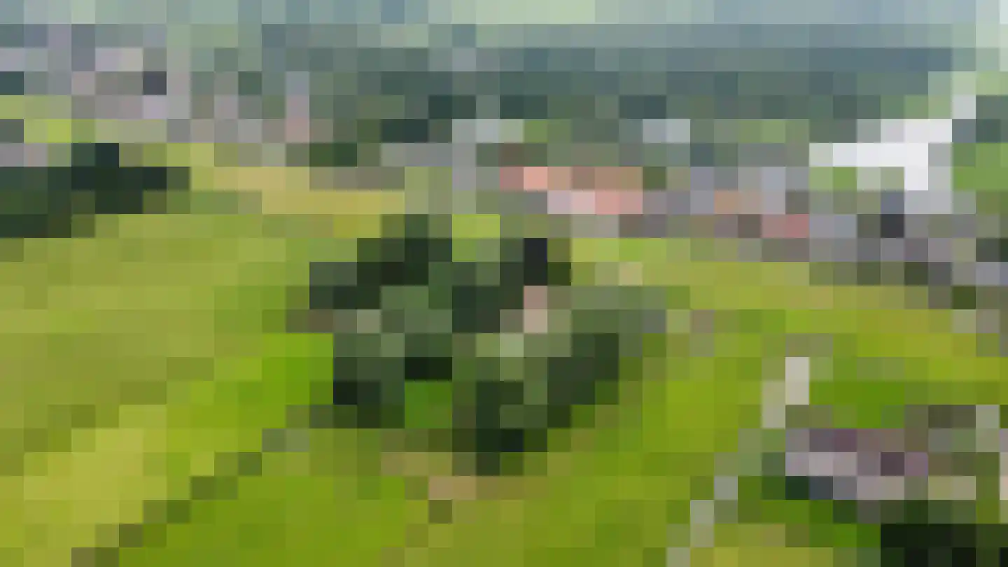 Hogedijk Noorden thumbnail 6