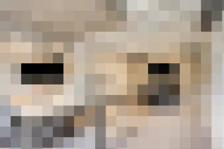Hogehoek 2 d Oeffelt thumbnail 34