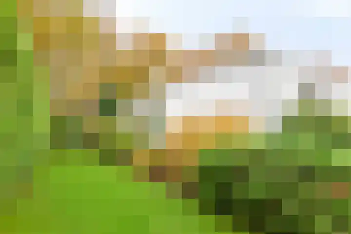 Hogekant 14 Dongen thumbnail 35