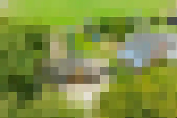 Hogenkampweg 3 Keijenborg thumbnail 8