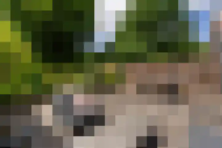 Hogerweide 63 Weert thumbnail 33