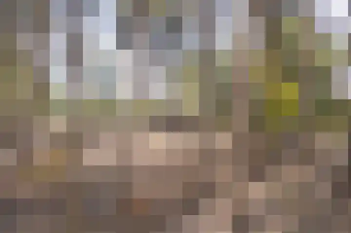 Hogestraat 3 Bosschenhoofd thumbnail 75