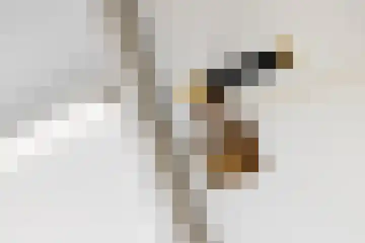 Hogestraat 54 Dieren thumbnail 29