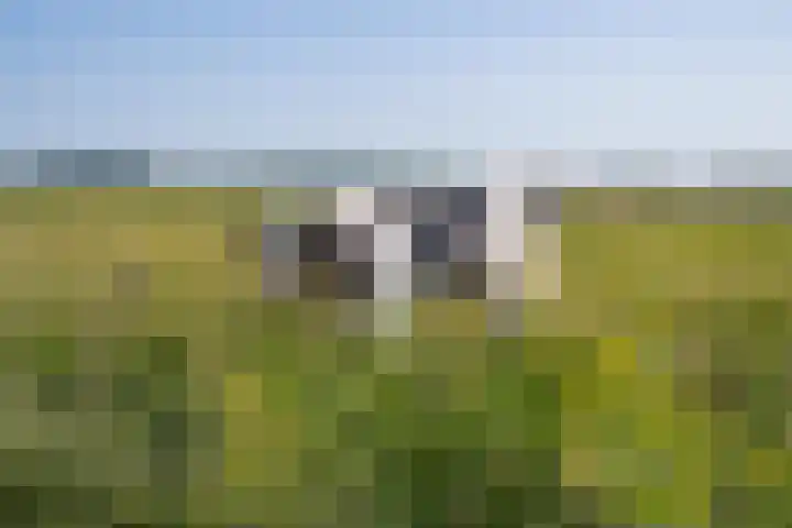 Hogestraat 56 Zoelen thumbnail 9