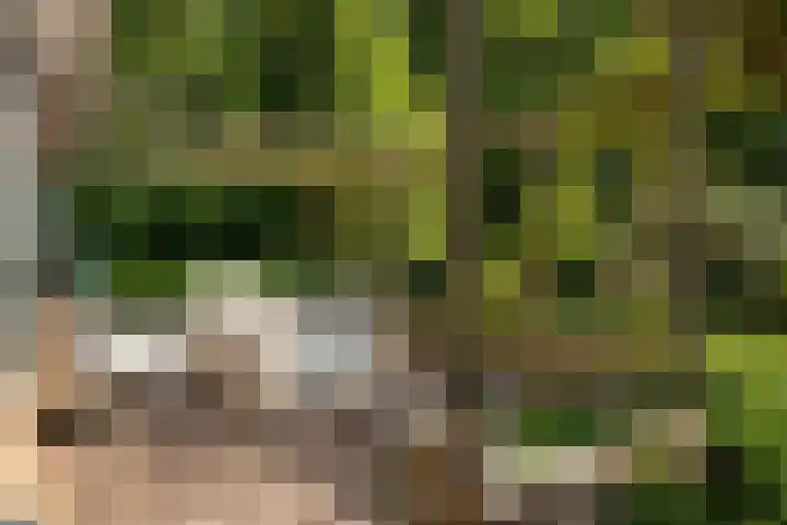 Hogeveensweg 1 A 1 Bontebok thumbnail 20