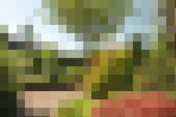Hogeveensweg 1 A 1 Bontebok thumbnail 22