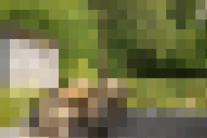 Hogeveensweg 1 A 7 Bontebok thumbnail 12