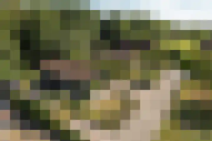 Hogeveensweg 1 A 7 Bontebok thumbnail 23