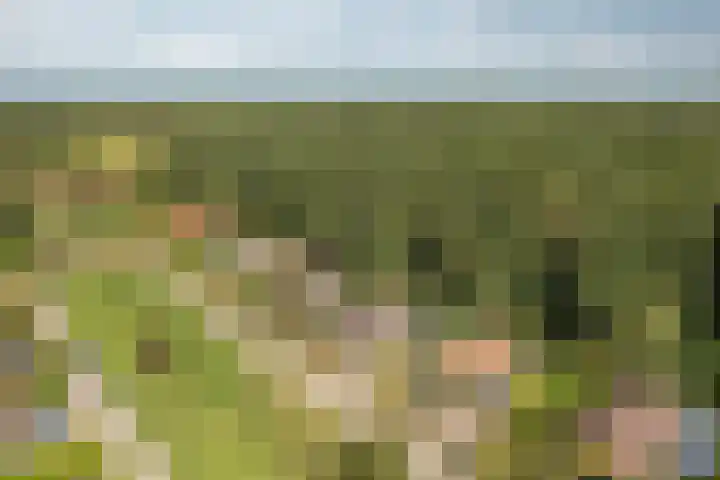 Hogeveensweg 1 A 7 Bontebok thumbnail 25