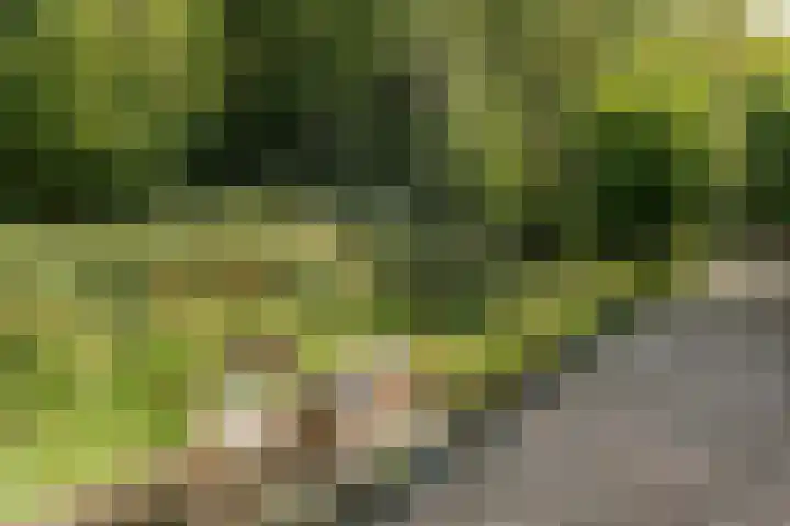 Hogeveensweg 1 A 7 Bontebok thumbnail 6