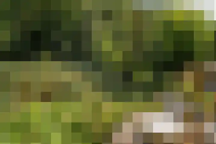 Hogeveensweg 1 A 7 Bontebok thumbnail 8
