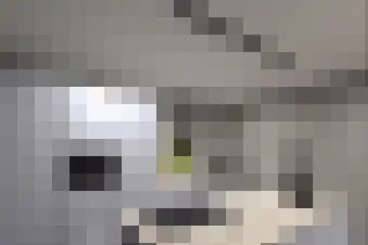 Hogeveldsestraat 45 Beneden-Leeuwen thumbnail 5