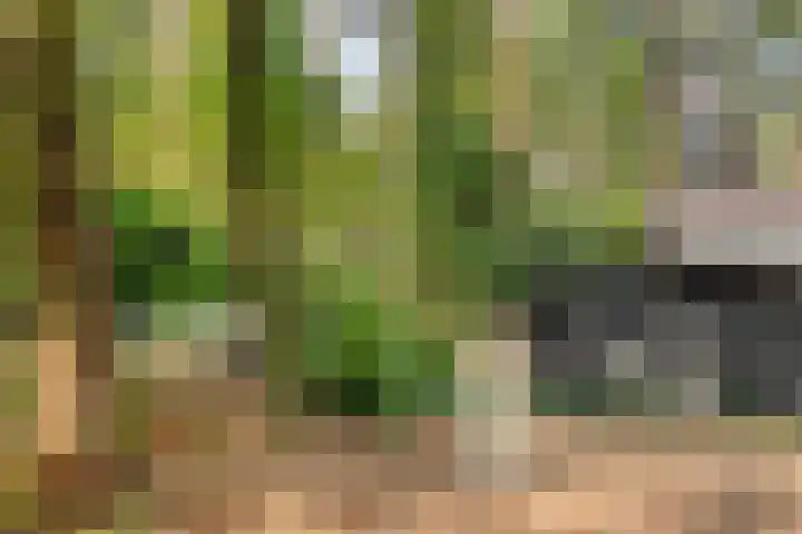Hogeveldsweg 26 254 Giethmen thumbnail 29