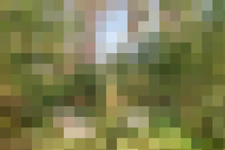 Hogeveldsweg 26 254 Giethmen thumbnail 39