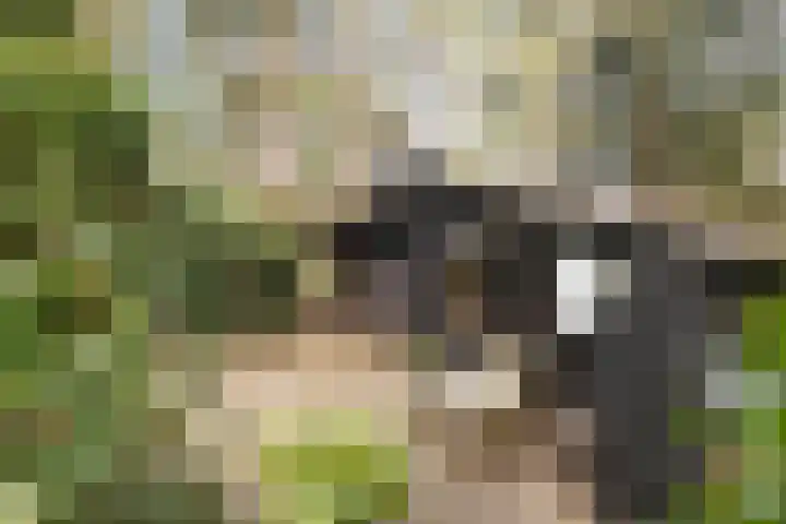 Hogeveldsweg 26 254 Giethmen thumbnail 5