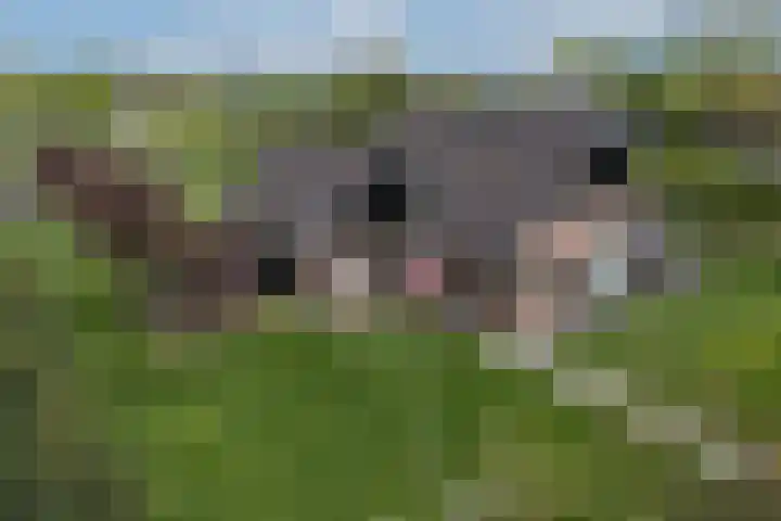 Hogeveldsweg 8 Deurningen thumbnail 8