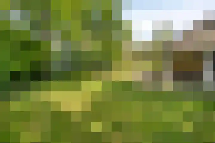 Hogeweg 1 a Wamel thumbnail 43