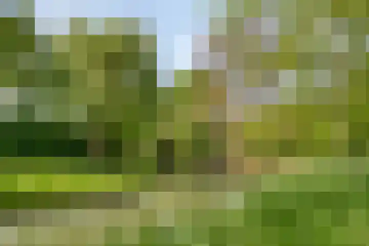 Hogeweg 1 a Wamel thumbnail 46