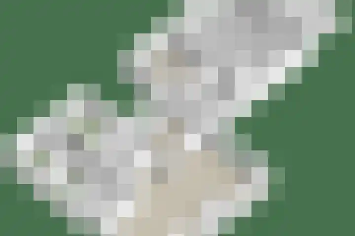 Hogeweg 1 a Wamel thumbnail 53