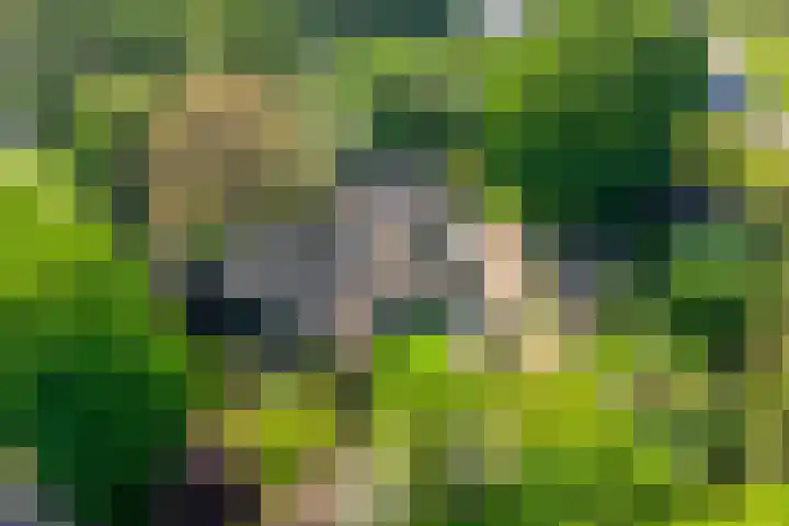 Hogeweg 1 a Wamel thumbnail 58