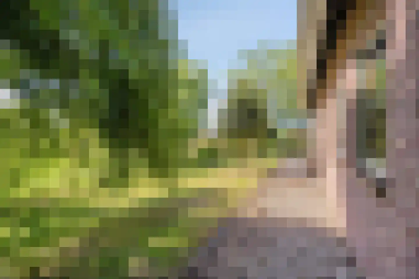 Hogeweg 10 Duiven thumbnail 66