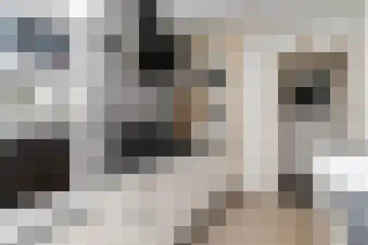 Hogeweg 15 Bussum thumbnail 11