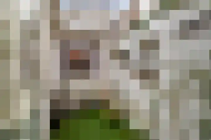 Hogeweg 15 Bussum thumbnail 14