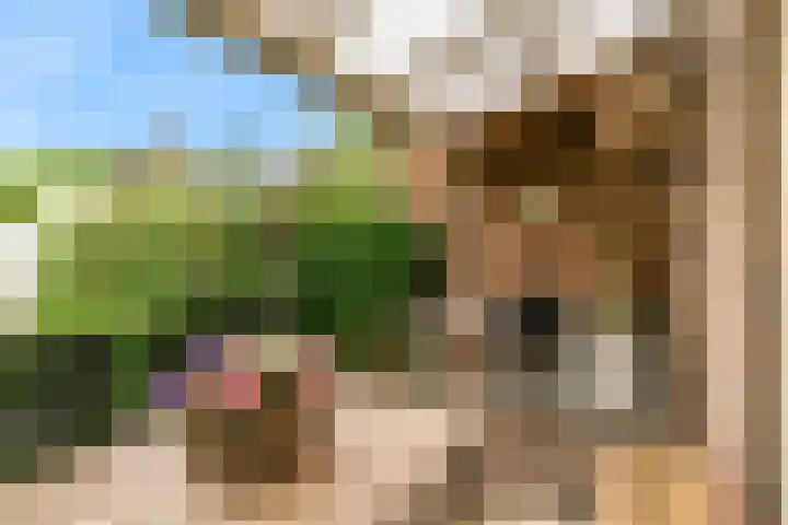Hogeweg 22 Limmen thumbnail 33