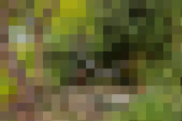 Hogeweg 27 Velp thumbnail 40