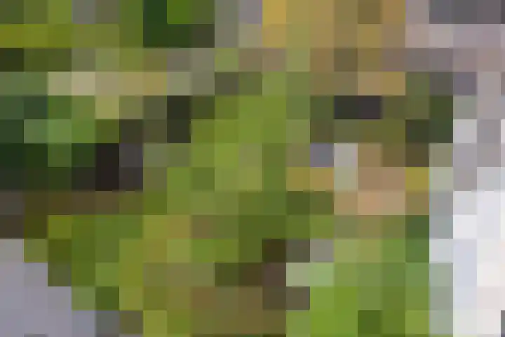 Hogeweg 27 Velp thumbnail 49