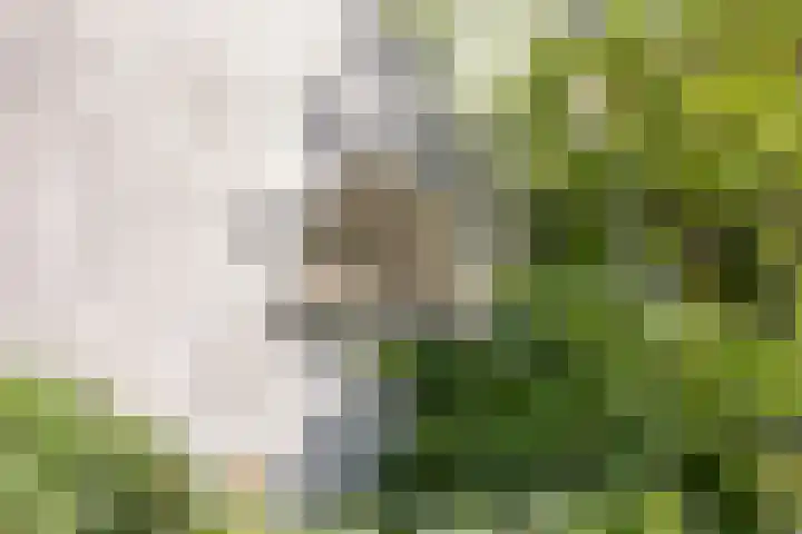 Hogeweg 27 Velp thumbnail 81
