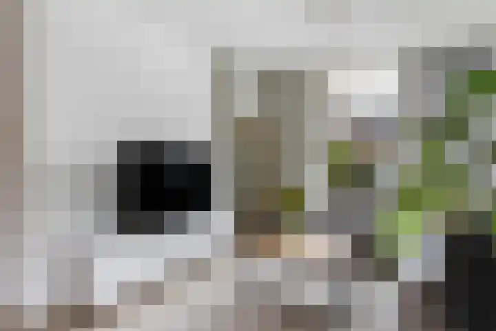Hogeweg 3 Apeldoorn thumbnail 10