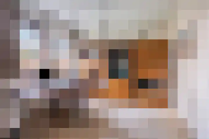Hogeweg 4 A Zuidlaren thumbnail 27
