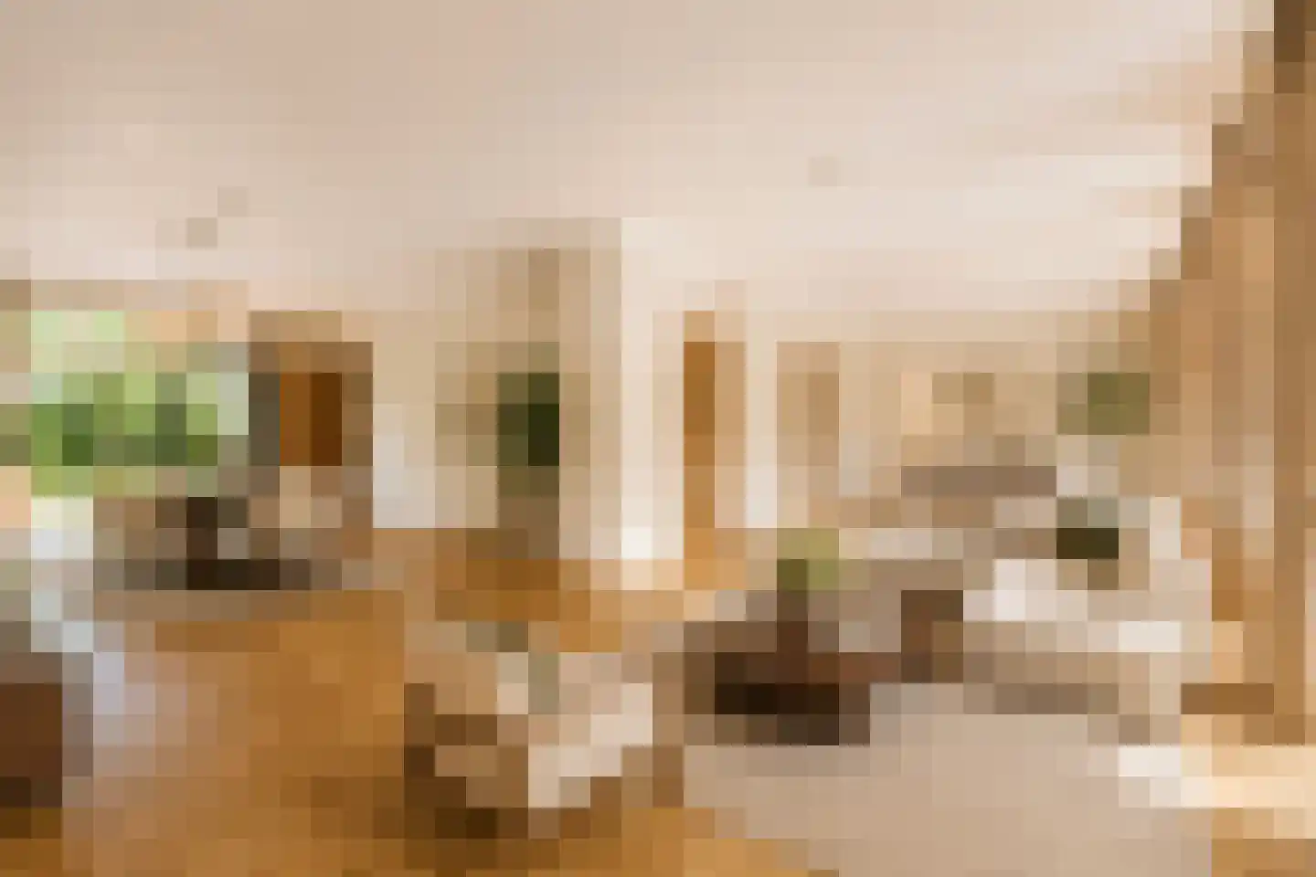 Hogeweg 4 Den Haag thumbnail 4