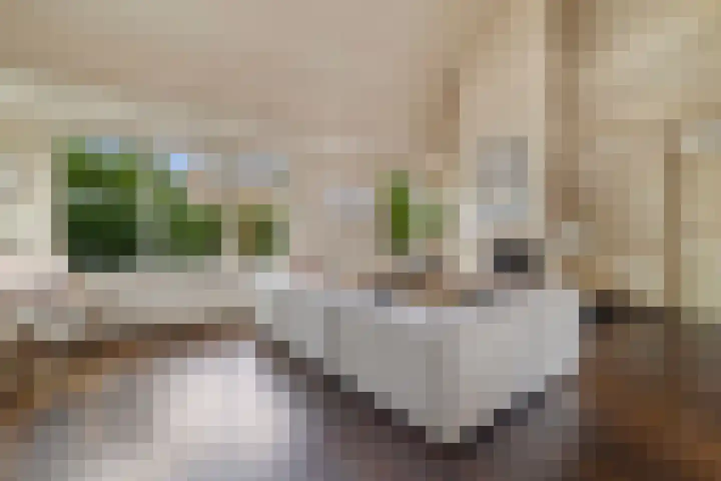 Hogeweg 40 Limmen thumbnail 9