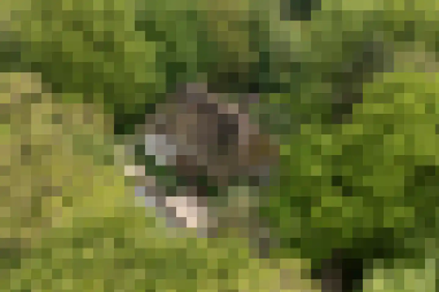 Hogeweg 6 Berg en Dal thumbnail 78