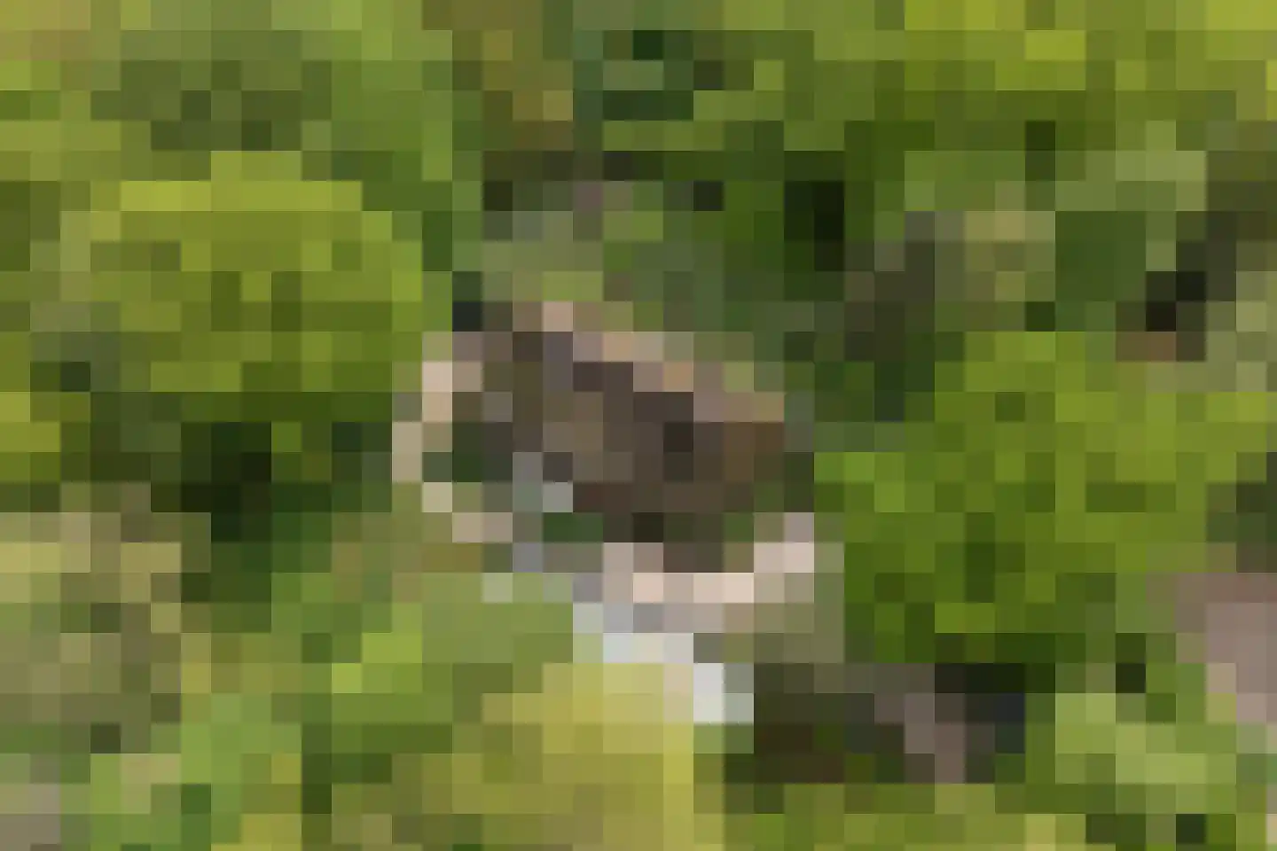 Hogeweg 6 Berg en Dal thumbnail 80