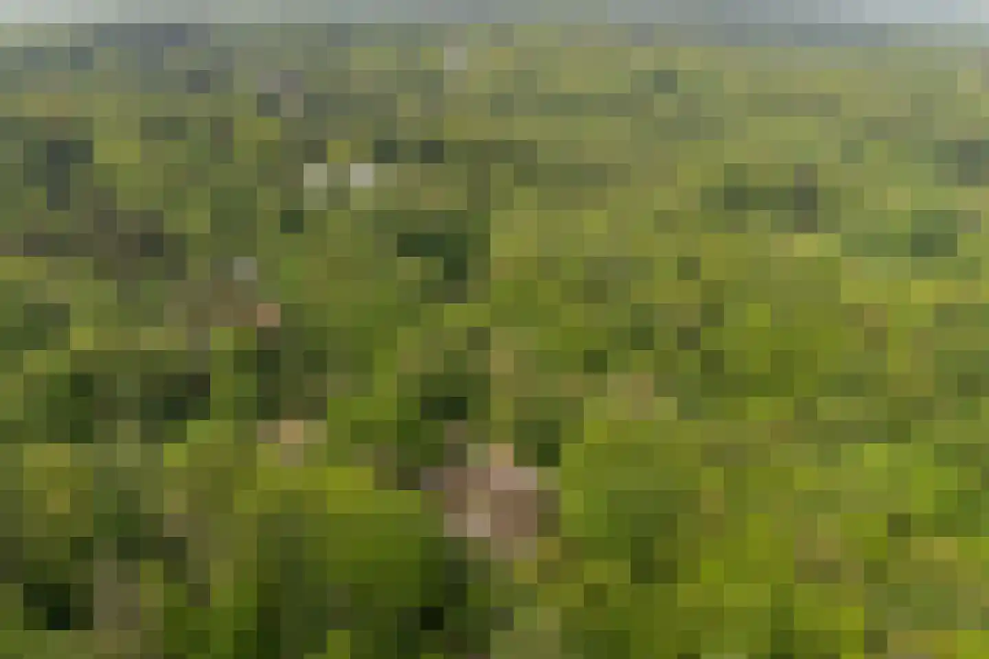 Hogeweg 6 Berg en Dal thumbnail 82