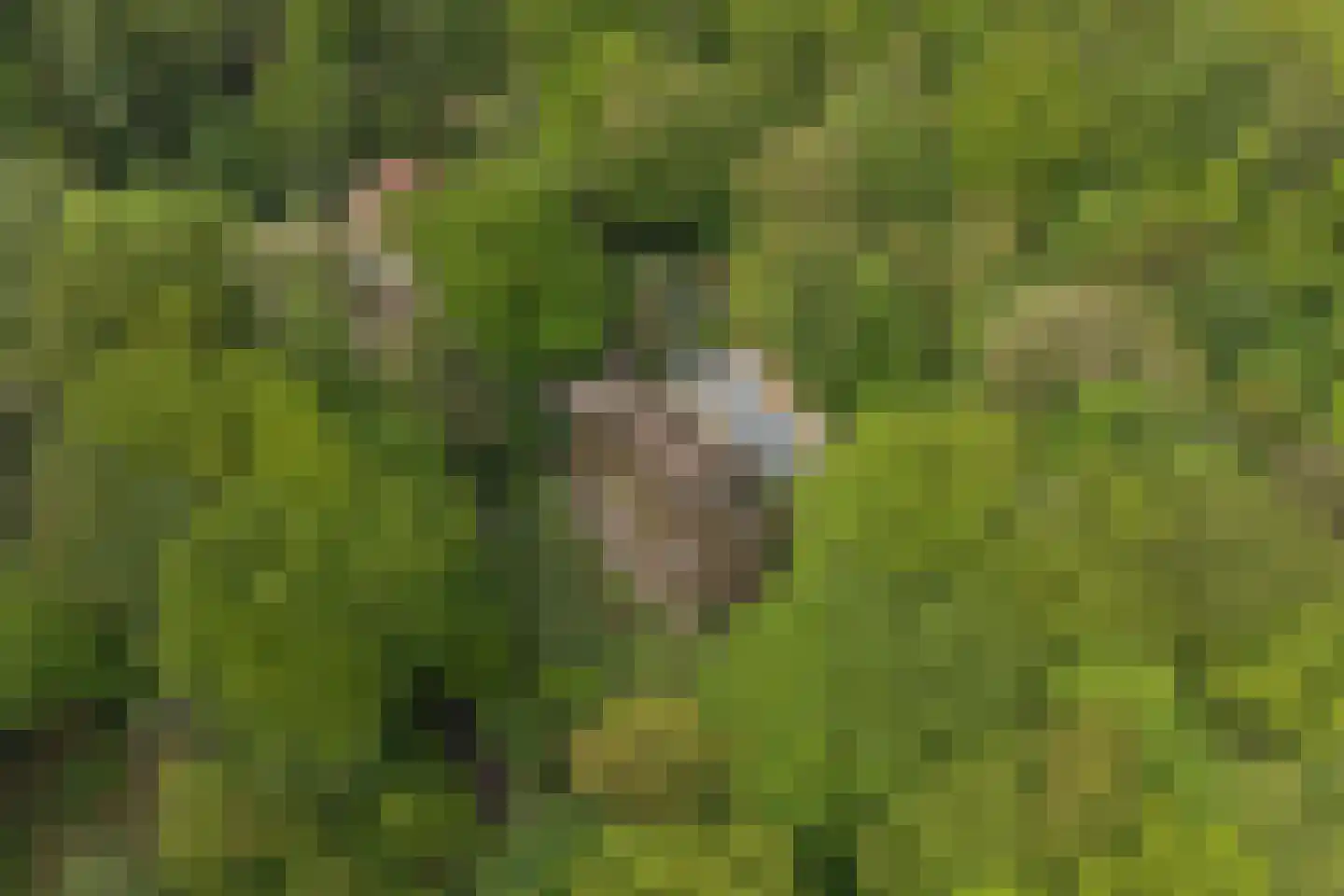 Hogeweg 6 Berg en Dal thumbnail 83