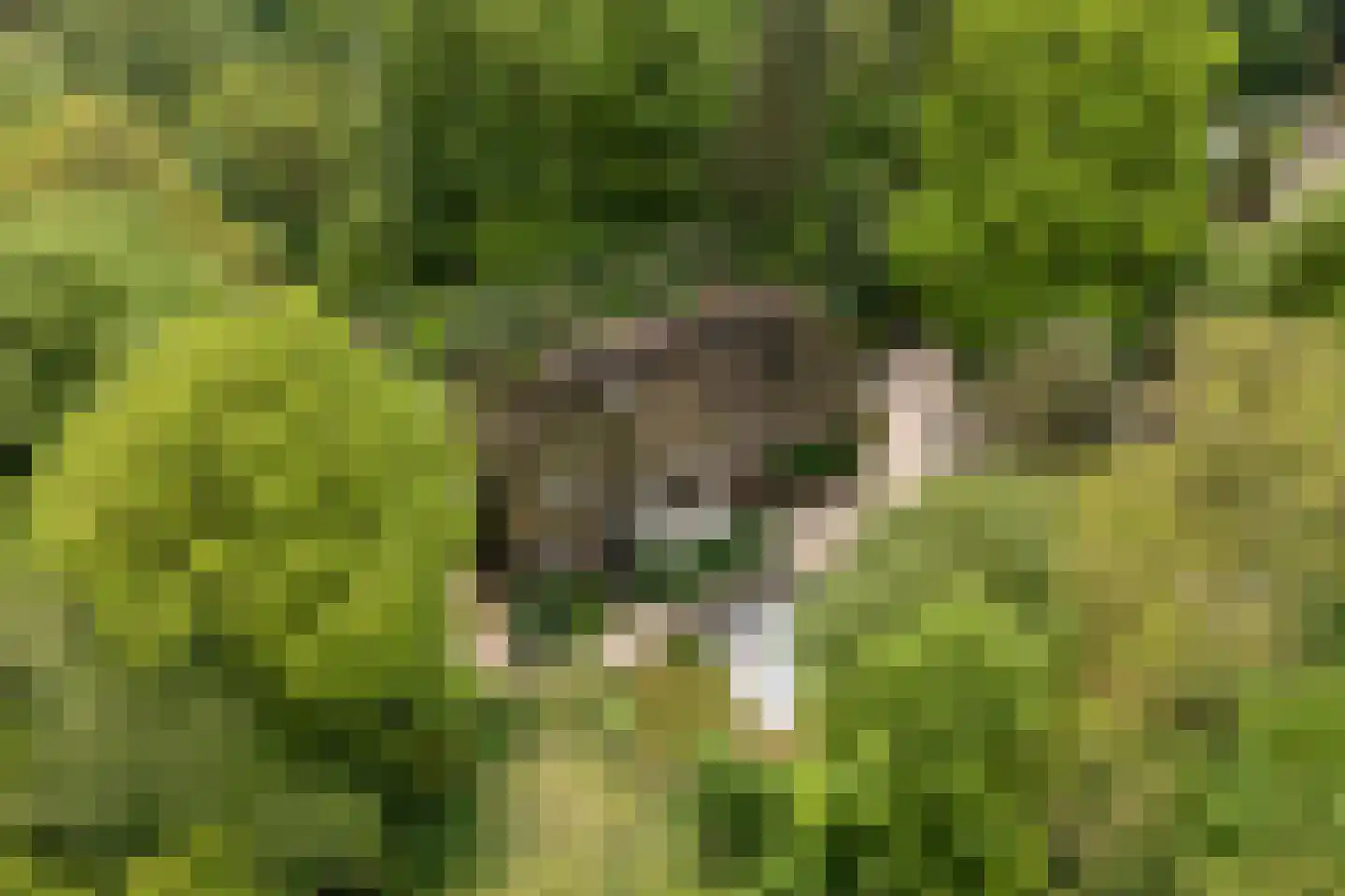 Hogeweg 6 Berg en Dal thumbnail 84