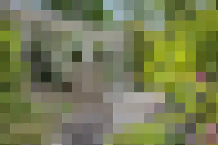 Hogeweg 64 Burgh-Haamstede thumbnail 30