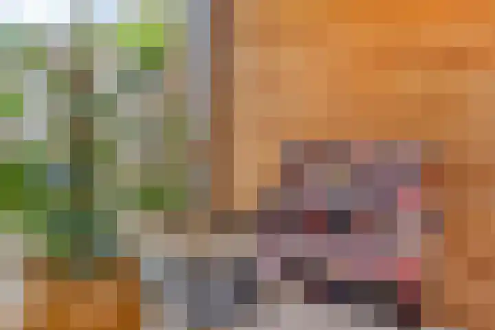 Hogeweg 65 Ulft thumbnail 22