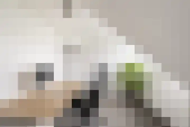 Hogeweg 67 Sint-Maartensdijk thumbnail 34