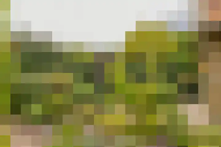Hogeweg 7 Limmen thumbnail 78