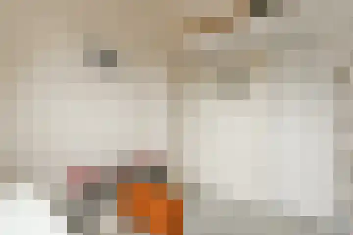 Hogeweg 86 H Amsterdam thumbnail 18