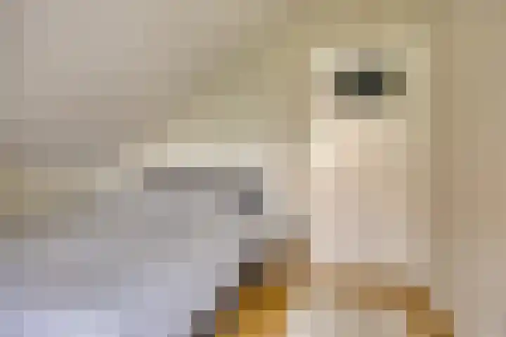 Hogeweg 94 Rossum thumbnail 48