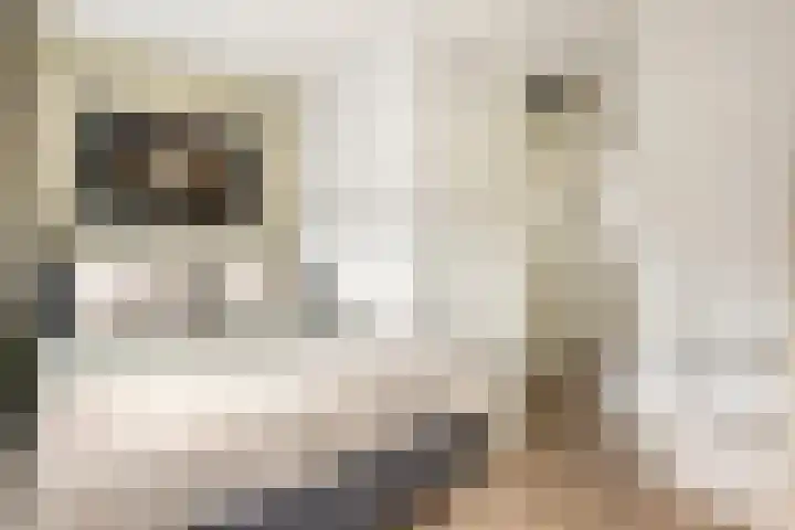 Hogeweidseweg 58 Tiel thumbnail 17