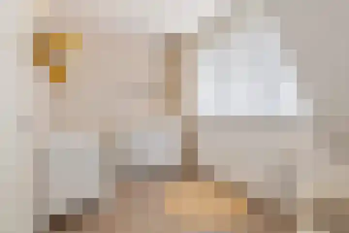 Hogeweidseweg 58 Tiel thumbnail 19