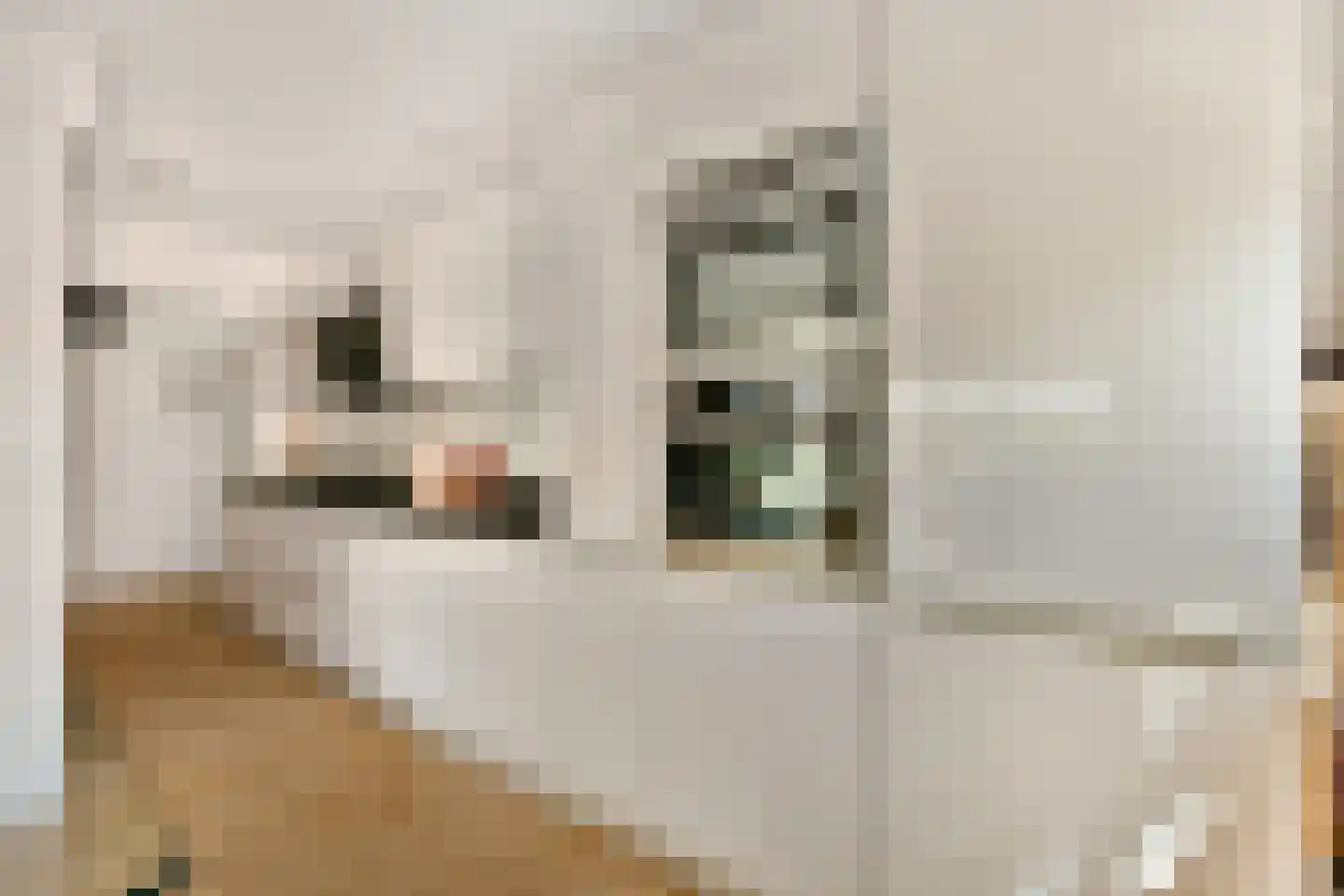 Hogewerf 60 Amsterdam thumbnail 11